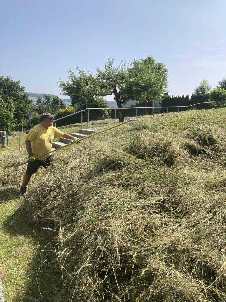 Ein Mann mit gelbem Hemd, Mütze und Handschuhen harkt an einem sonnigen Tag einen großen Haufen gemähten Grases, mit grünen Bäumen und einem blauen Himmel im Hintergrund.