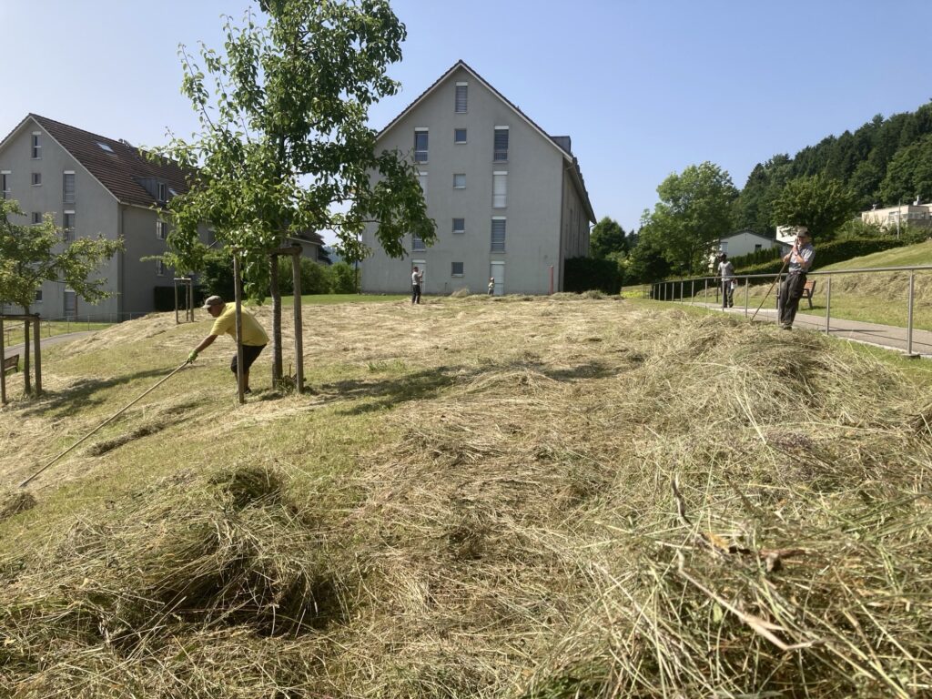 Mehrere Personen harken trockenes Gras an einem sonnigen Hang in der Nähe von Wohngebäuden, mit Bäumen und einem Weg in der Nähe.