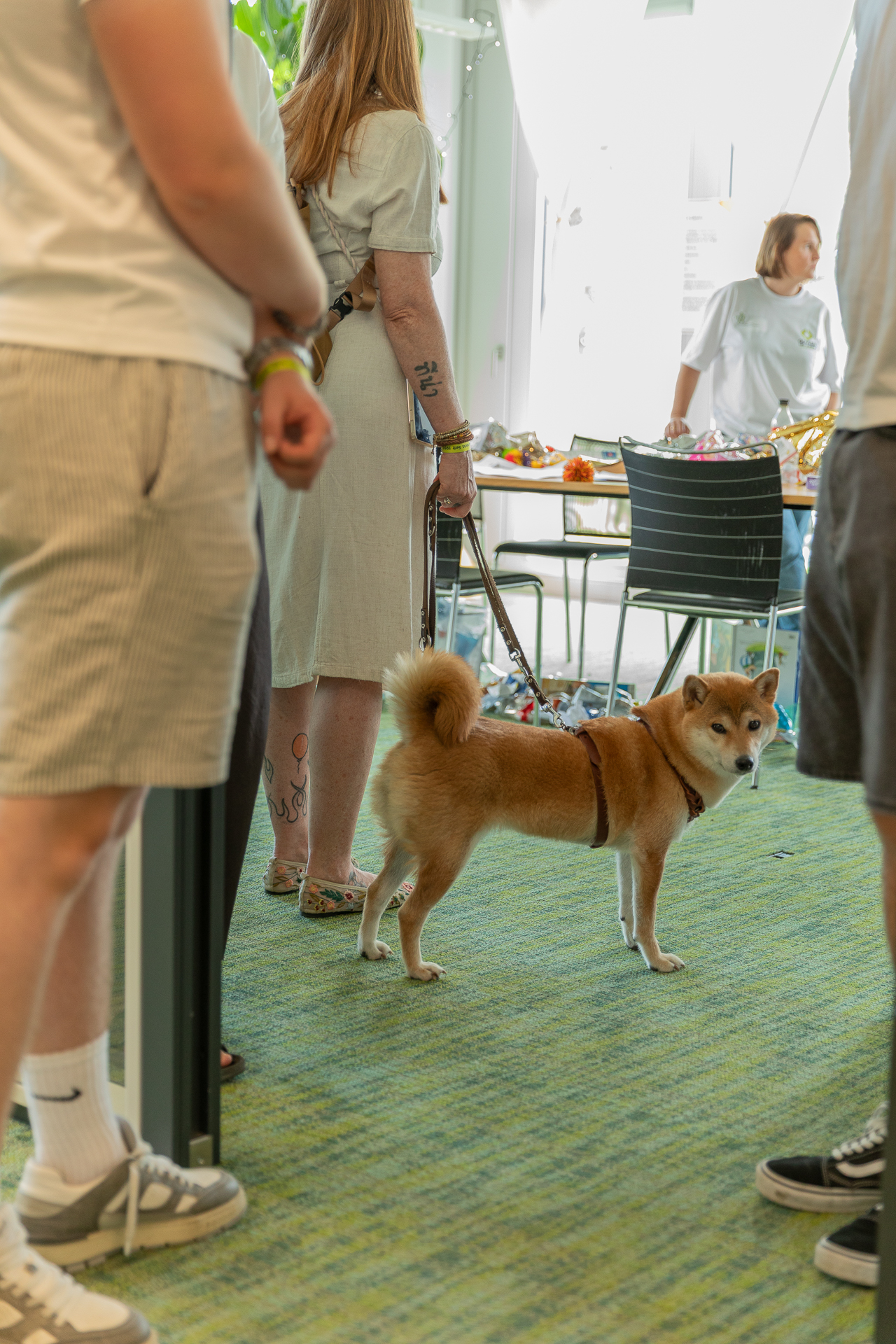 Ein Shiba Inu an der Leine steht in einem Raum inmitten von Menschen und blickt in die Kamera. Die Menschen sind leger gekleidet, und im Hintergrund fällt Sonnenlicht durch die Fenster.