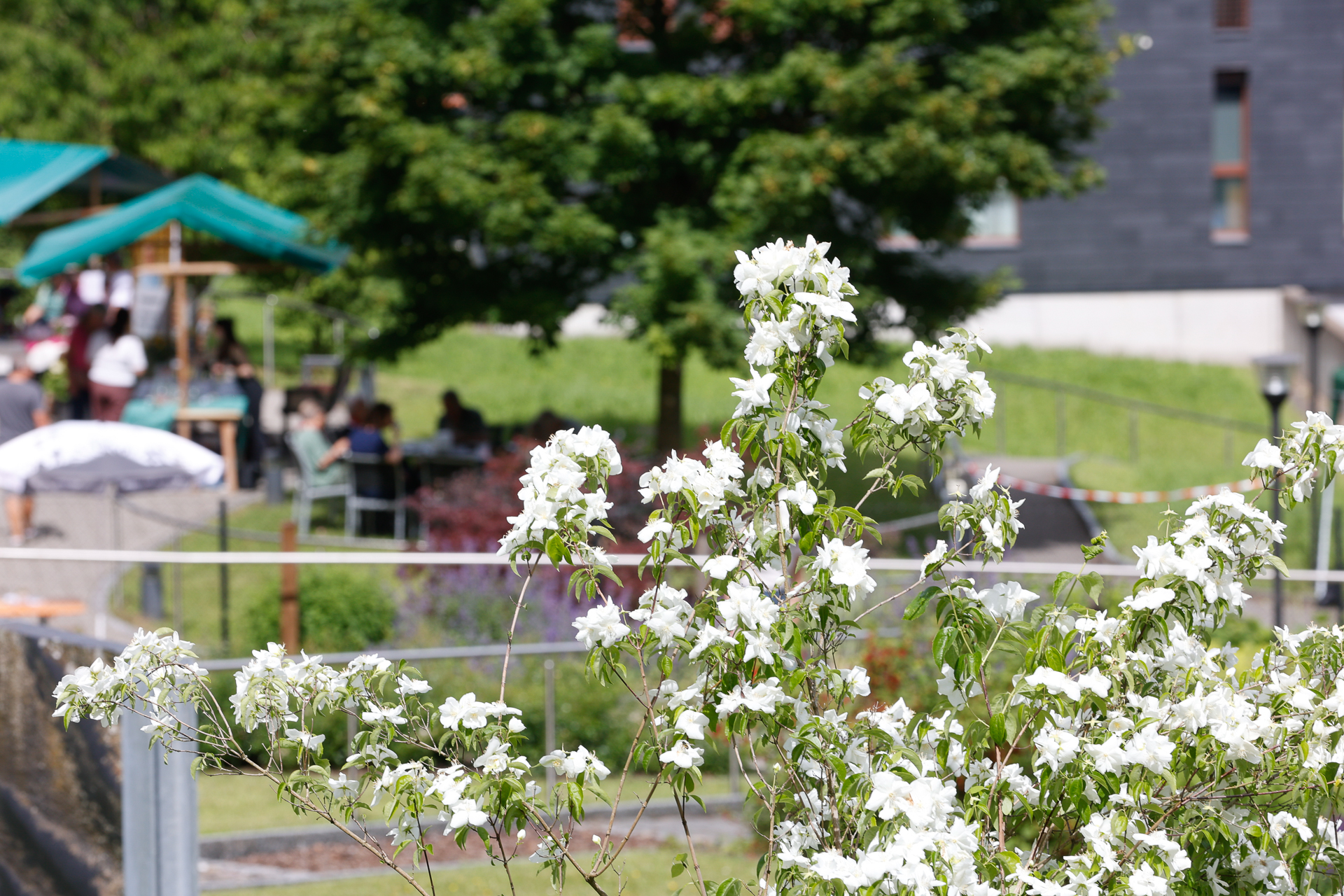 Im Vordergrund stehen weiße Blumen im Fokus, während sich im unscharfen Hintergrund Menschen unter grünen Zelten und Bäumen versammelt haben – was auf eine Veranstaltung oder ein Beisammensein im Freien an einem sonnigen Tag hindeutet.